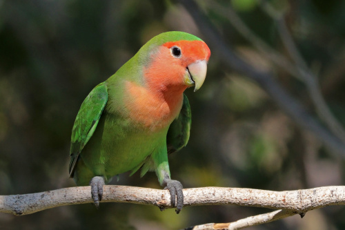 26650422167_65c1c8c7a9_k