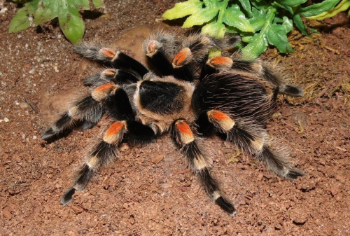 Паук птицеед Brachypelma hamorii L 7000