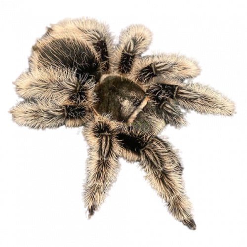 Nicaragua-600x600-product_thumb