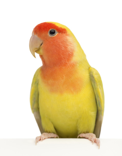 rosy-faced-agapornis-roseicollis-also-known-as-the-PYXBCPV (1)