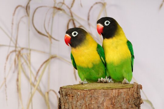 Неразлучник Масковый зеленый