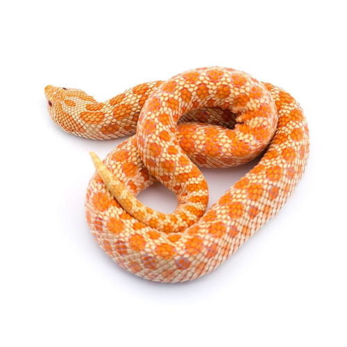 a958db03a7737f6d297929848f1c4ba1