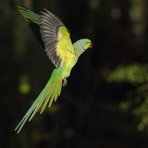 1639432268_41-celes-club-p-nochnoi-popugai-ptitsi-krasivo-foto-47