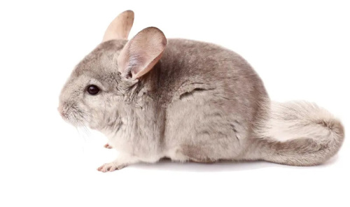 шиншила серая