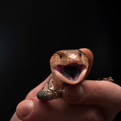 синеязыкии сцинк