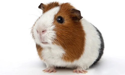 морская свинка обычная