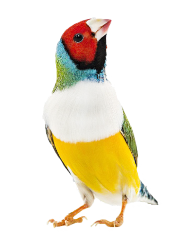gouldian-finch-zebra-finch-bird-domestic-canary-colored-parrot-feathers