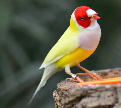 Gouldian-Finch..
