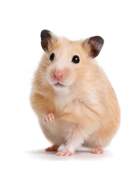 Сирийский хомяк