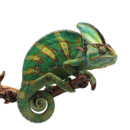 Йеменский хамелеон 2