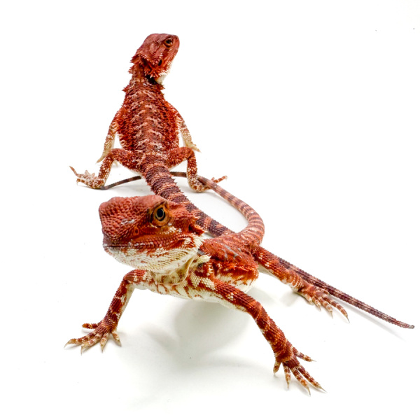 Агама бородатая Red, морфные