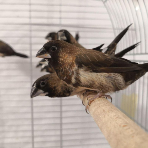 Японская амадина