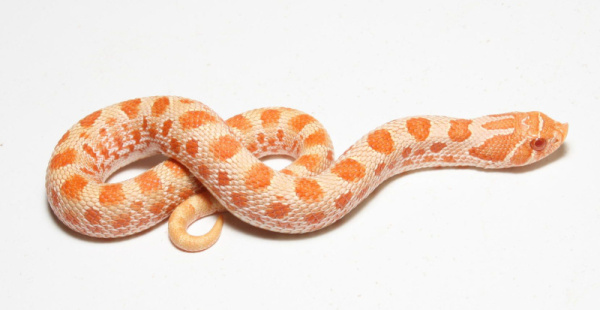 21c6d36880871080dd6402826d8b63c1