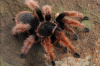 Паук-птицеед Brachypelma klaasi 8000