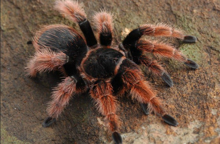 Паук-птицеед Brachypelma klaasi 8000