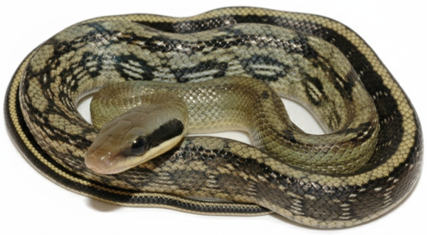 Голубой тонкохвостый полоз 100 000