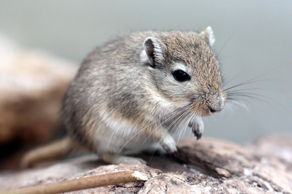 Монгольская песчанка