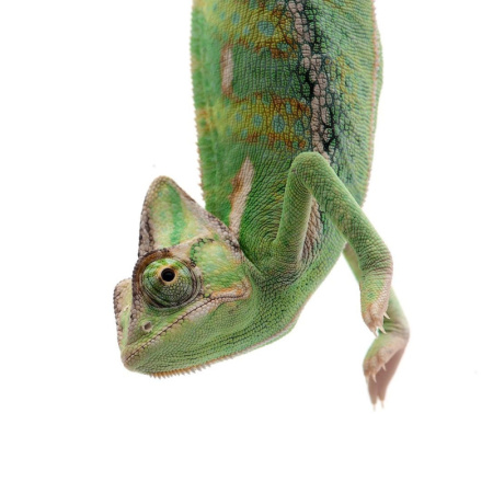 Йеменский хамелеон