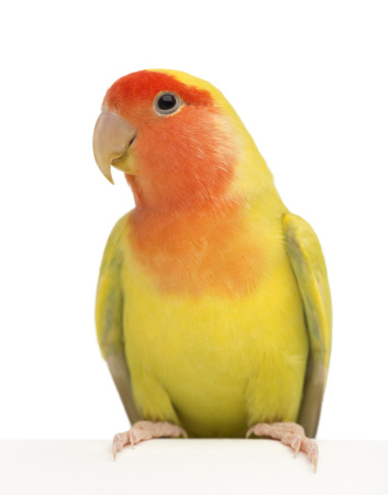 rosy-faced-agapornis-roseicollis-also-known-as-the-PYXBCPV (1)