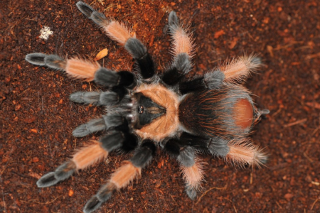 Паук BRAHYPELMA VAGANS 2000