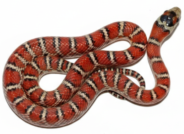 Королевская змея горная Кноблоха 67 000